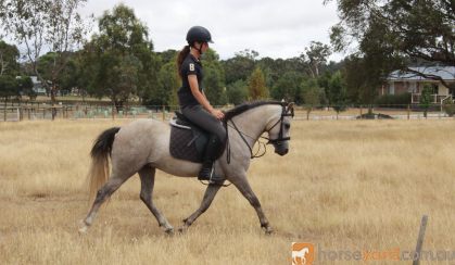 Tommy on HorseYard.com.au