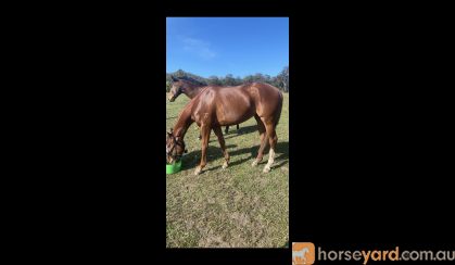 Stunning Mare on HorseYard.com.au