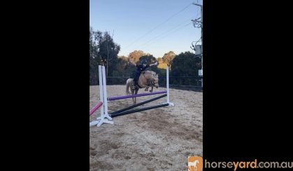 DIXIE- Cute &Quiet 12.2hh 7yo Welsh Mountain Pony  on HorseYard.com.au