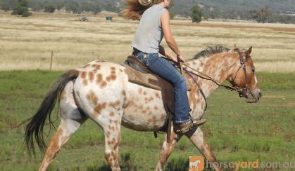 REGISTERED RED DUN LEOPARD APPALOOSA GELDING on HorseYard.com.au