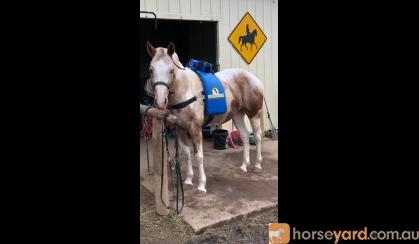 Rain - Pintaloosa Mare on HorseYard.com.au