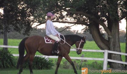 Urgent Sale - 20yo Thoroughbred Mare on HorseYard.com.au