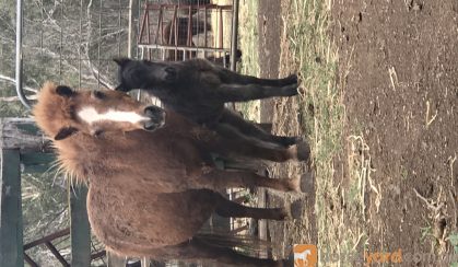 Miniature horse with foal  on HorseYard.com.au