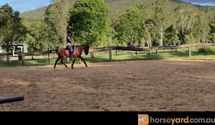 Talented Brumby Mare on HorseYard.com.au