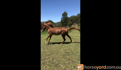 Arab Mare on HorseYard.com.au