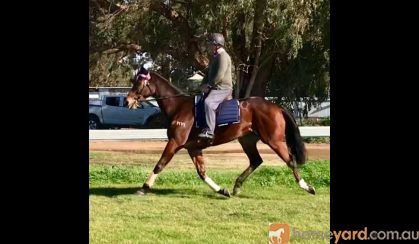 HUGE MOVING OTTB GELDING  on HorseYard.com.au