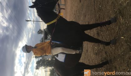 Quiet mare on HorseYard.com.au