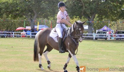 Talented Jumper  on HorseYard.com.au