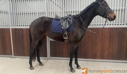 Shorty on HorseYard.com.au