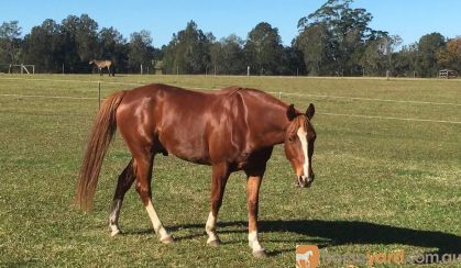 Chestnut QH x SH on HorseYard.com.au