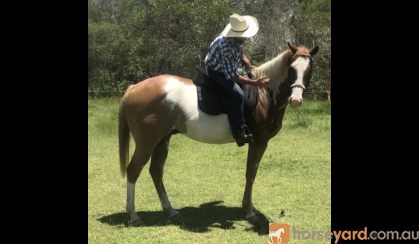 Paint Gelding on HorseYard.com.au