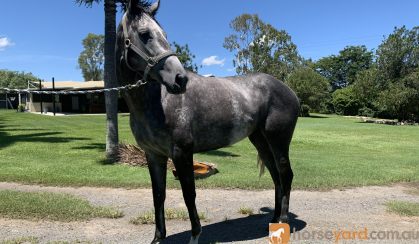 6yo OTT Mare MISS CELITA on HorseYard.com.au