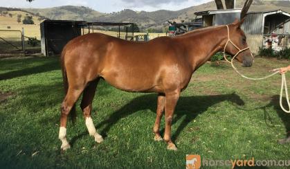 Quarter horse mare on HorseYard.com.au