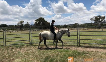 Registered Welsh Gelding on HorseYard.com.au