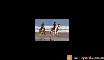 Registered Welsh Gelding on HorseYard.com.au