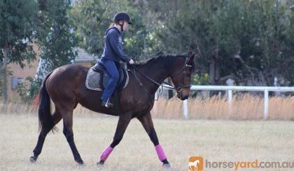 Tb mare  on HorseYard.com.au