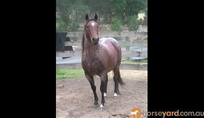 Buckskin roan QH colt on HorseYard.com.au