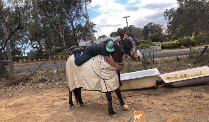 Quarter horse gelding  on HorseYard.com.au