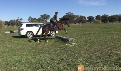 Quiet and Talented Allrounder on HorseYard.com.au