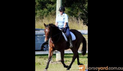 Very Quiet Tb Gelding  on HorseYard.com.au