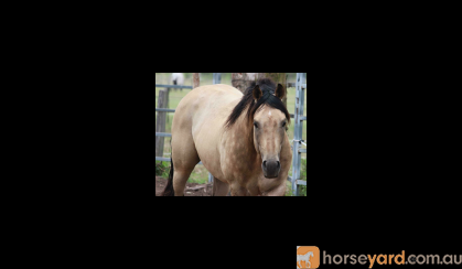 Pally Colt - QH  on HorseYard.com.au