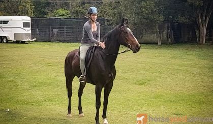 Gorgeous TB Gelding on HorseYard.com.au