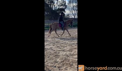 Ultimate All Rounder on HorseYard.com.au