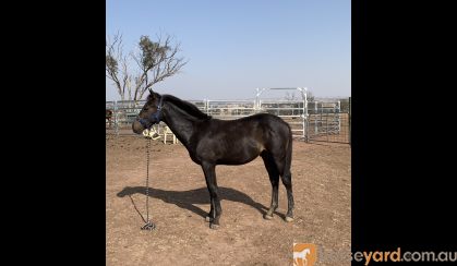 Dual Registered Waler gelding on HorseYard.com.au