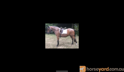 Fire- Stock horse pony  on HorseYard.com.au