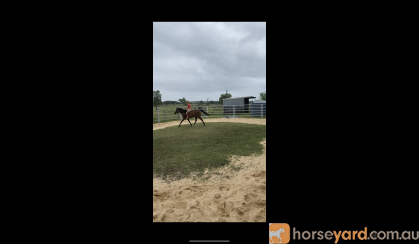 6 yr old riding pony mare on HorseYard.com.au
