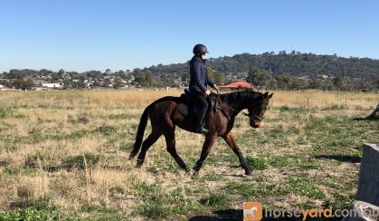 Super Quiet Little Mare on HorseYard.com.au