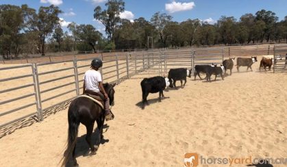 riding pony on HorseYard.com.au