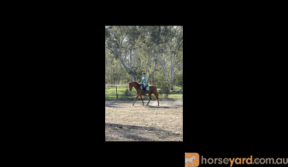 12yr Old OTT Gelding with Dressage Training  on HorseYard.com.au