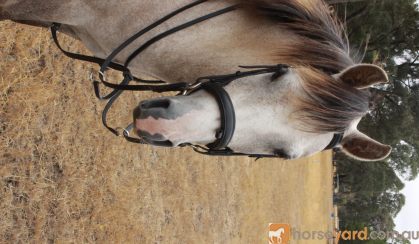 Tommy on HorseYard.com.au