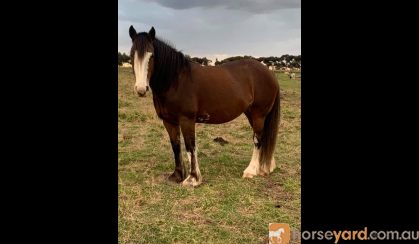 Lovely Clydesdale x Colt  on HorseYard.com.au