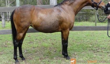 Rhyl Mimosa - Riding Pony broodmare on HorseYard.com.au