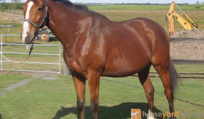 PRICE REDUCED: Everything and more!  on HorseYard.com.au