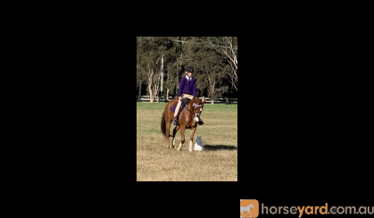 Stunning Chestnut  Mare on HorseYard.com.au