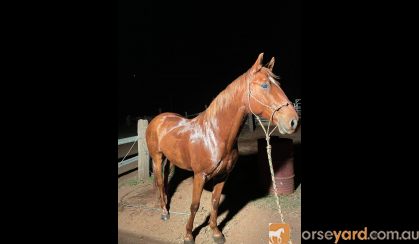 7yr old chestnut quarter horse cross  on HorseYard.com.au