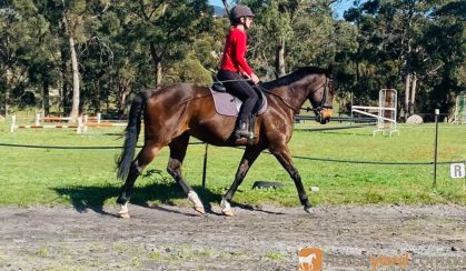 Gorgeous boy with all the hard work done!  on HorseYard.com.au