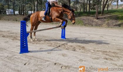 15.3 hh TB gelding-pony club on HorseYard.com.au