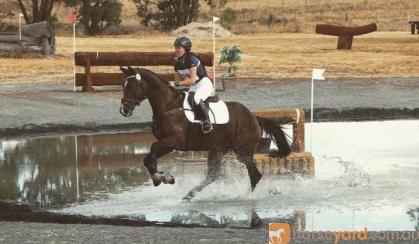 *Price Reduced* Classy Broodmare on HorseYard.com.au