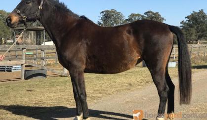 Warm blood brood mare  on HorseYard.com.au