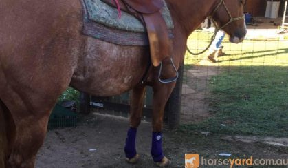 Registered qh mare on HorseYard.com.au