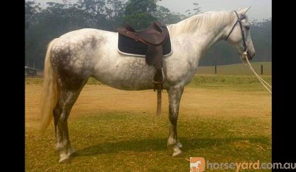 Flashy first cross Andalusian mare on HorseYard.com.au