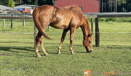 12yr Old OTT Gelding with Dressage Training  on HorseYard.com.au