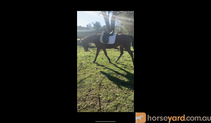 Lovely 16yo TB mare for sale on HorseYard.com.au