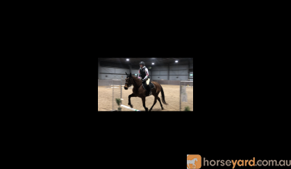 “Perfect peridot “ on HorseYard.com.au