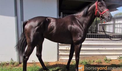 Outstanding looking Gelding on HorseYard.com.au