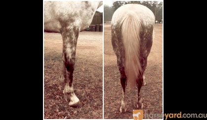 Flashy first cross Andalusian mare on HorseYard.com.au